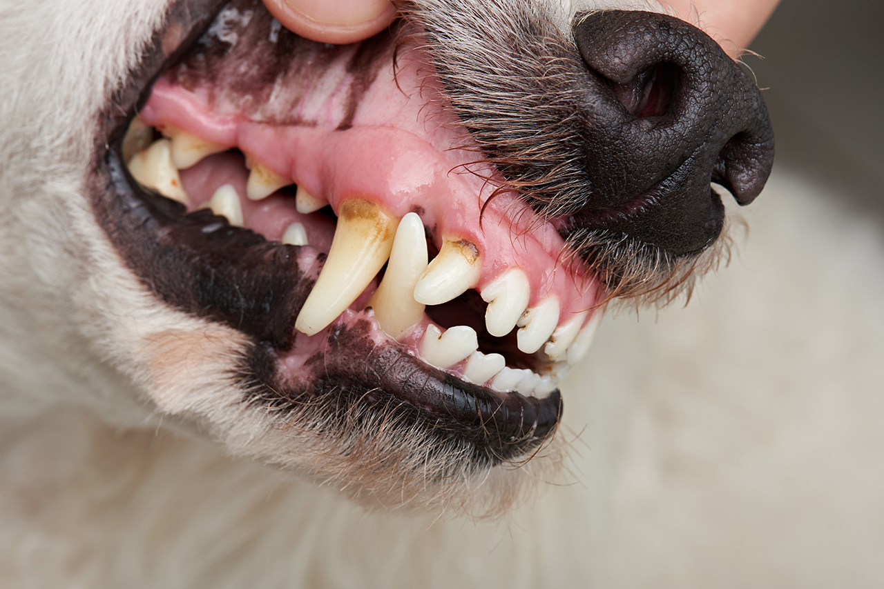 Learn About Dog Tooth Abscess Ask Fido