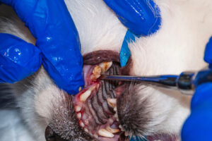 dog tooth decay stages extraction