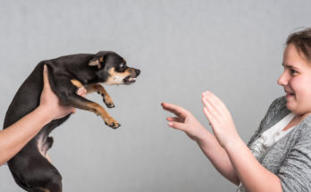 what to do if your dog bites your child