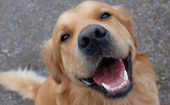 how many teeth does an adult dog have?