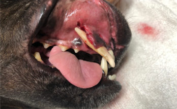 dogs gums bleeding