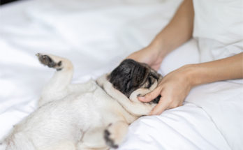 a pug enjoying a massage therapy